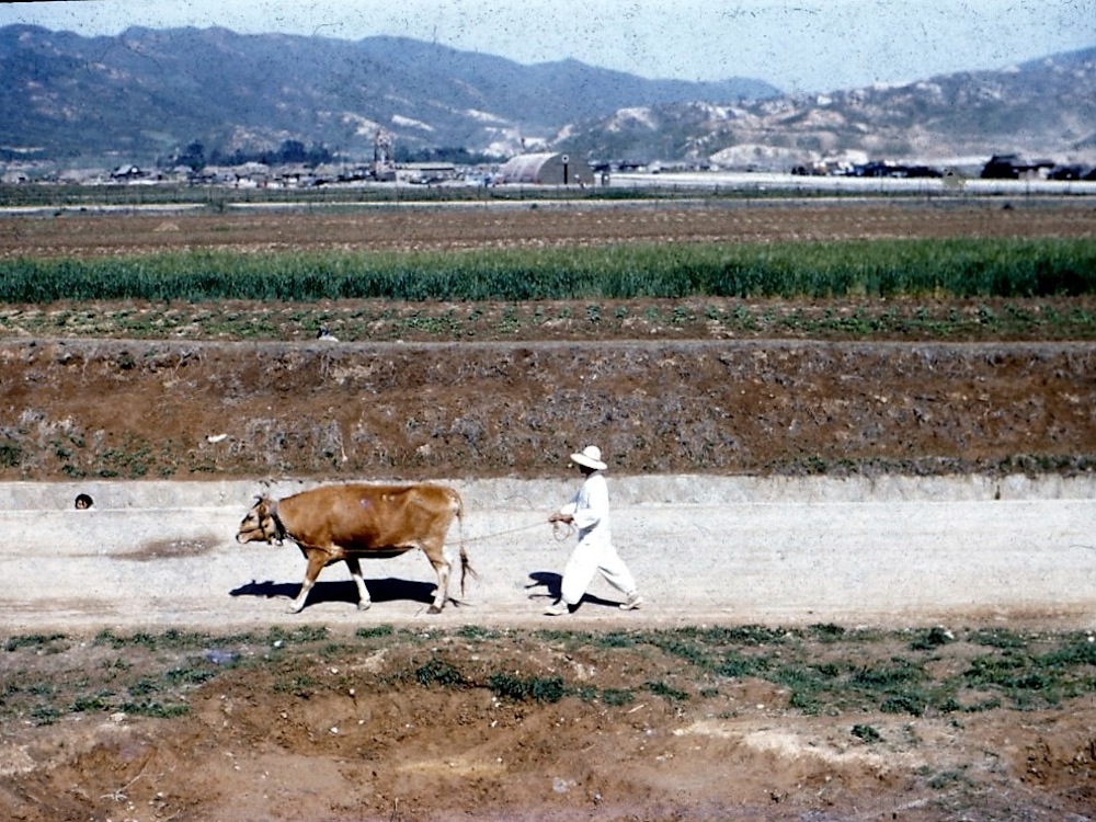 farmer with ox.jpg